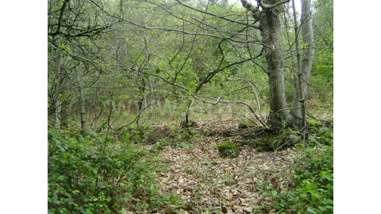 Quinta para Venda em Anjos Foto 11