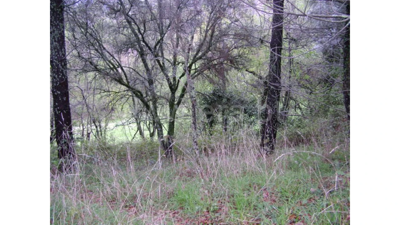 Quinta para Venda em Anjos Foto 13