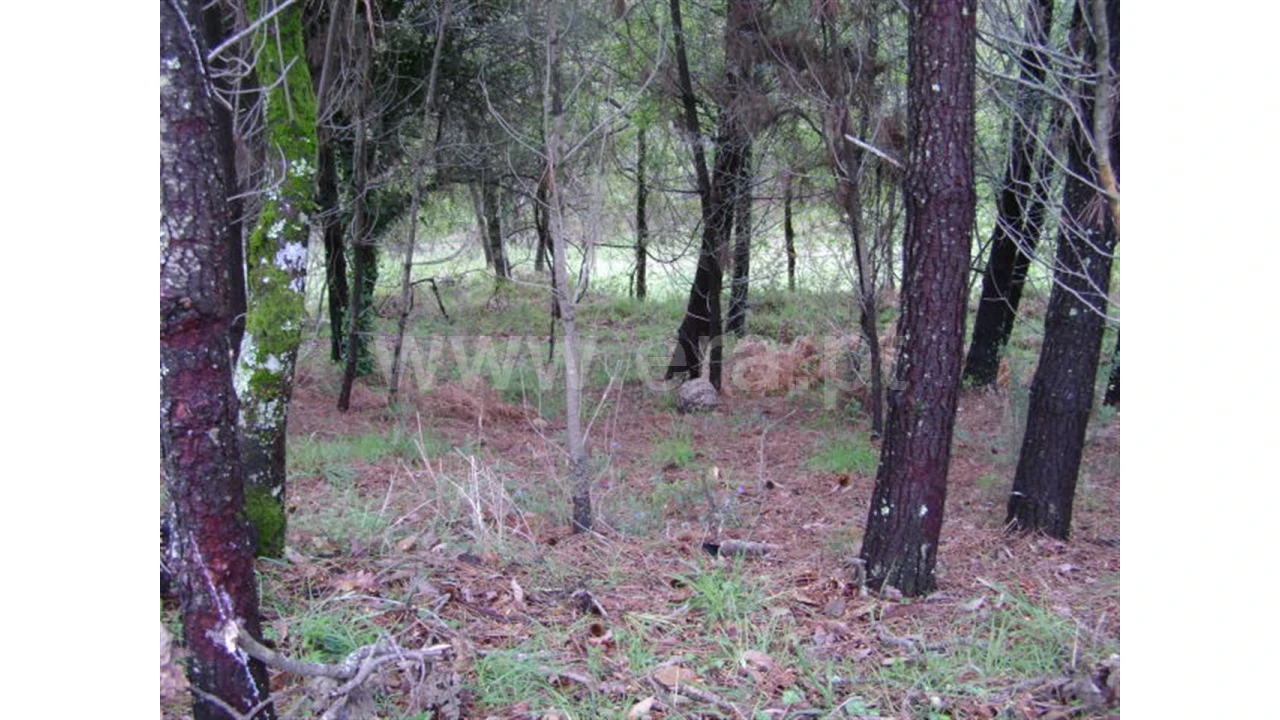 Quinta para Venda em Anjos Foto 14