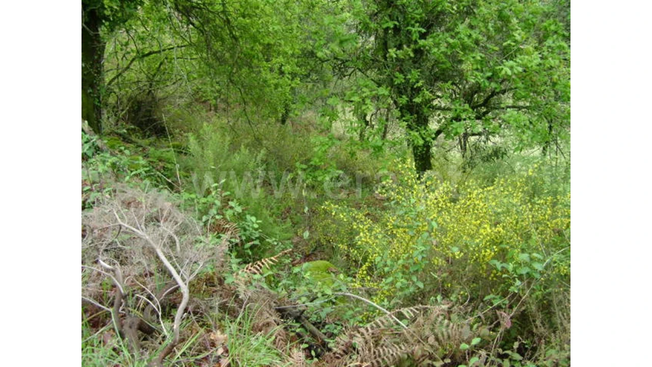 Quinta para Venda em Anjos Foto 18
