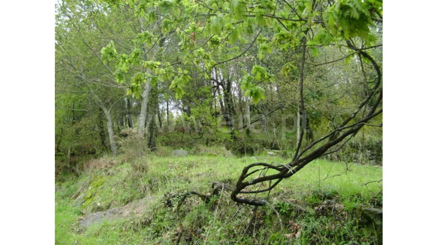 Quinta para Venda em Anjos Foto 8