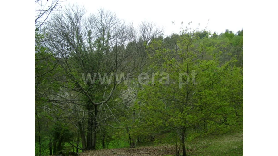 Quinta para Venda em Anjos Foto 10