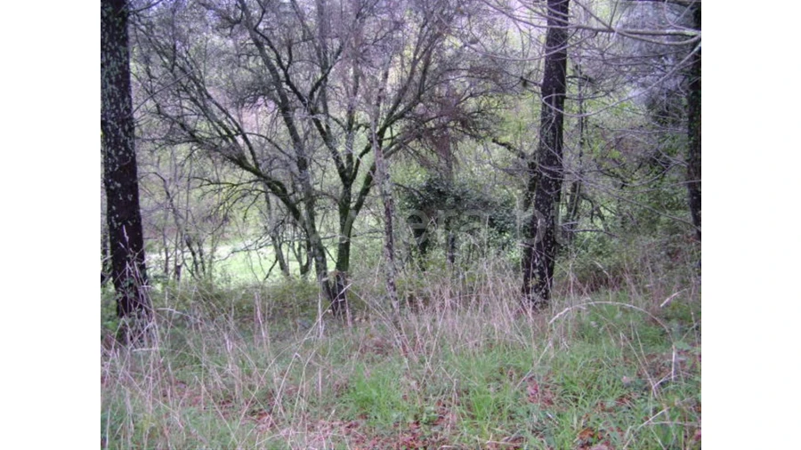 Quinta para Venda em Anjos Foto 13