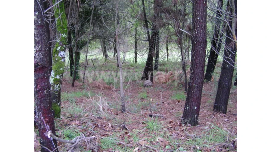 Quinta para Venda em Anjos Foto 14