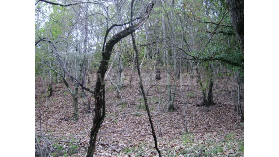 Quinta para Venda em Anjos Foto 15