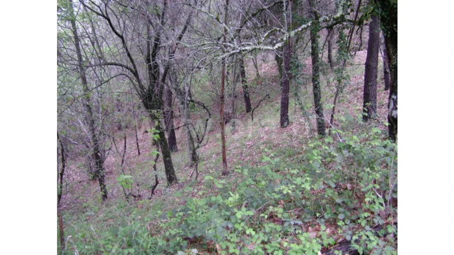 Quinta para Venda em Anjos Foto 17