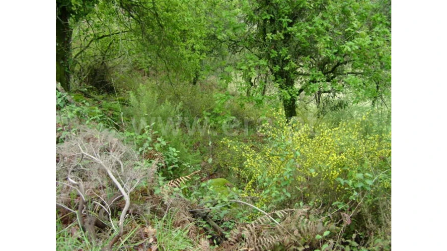 Quinta para Venda em Anjos Foto 18