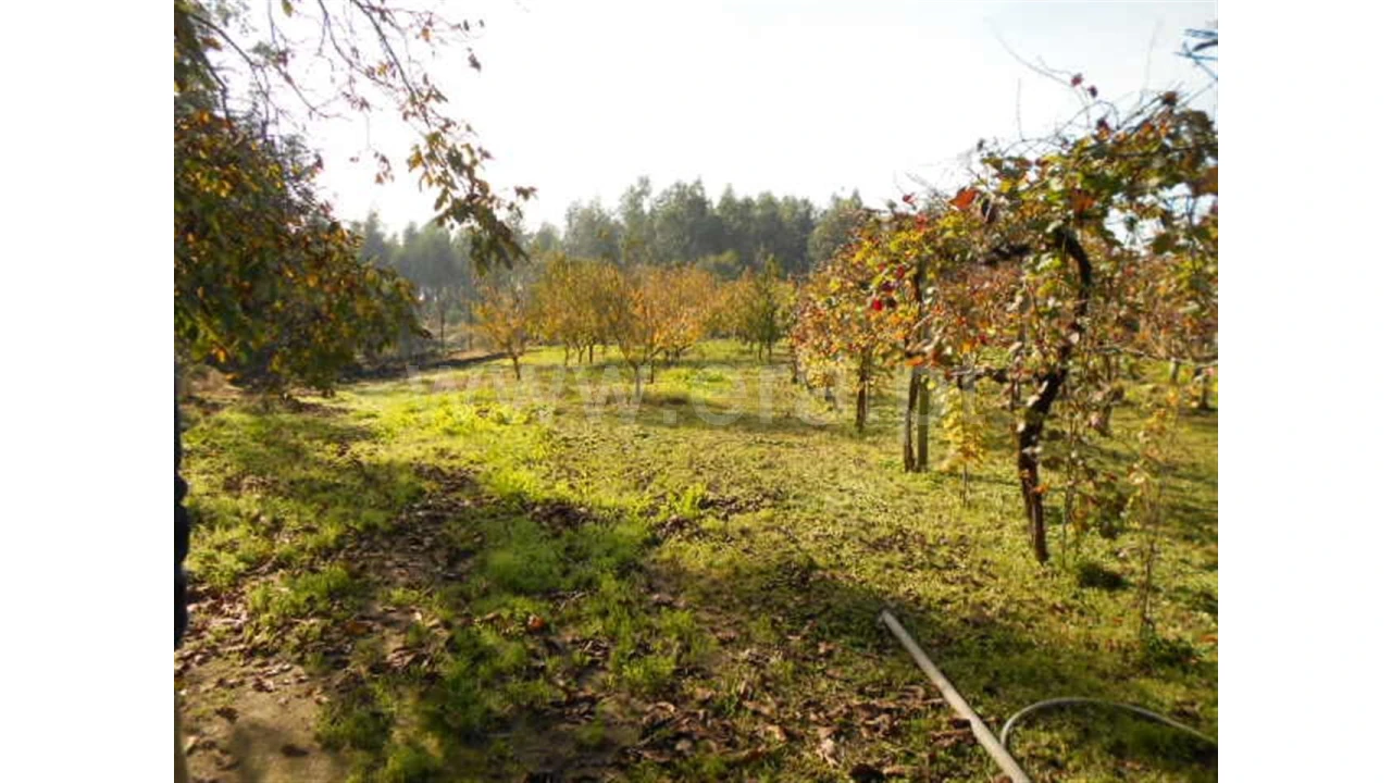 Terreno para Venda em Briteiros São Salvador Foto 4