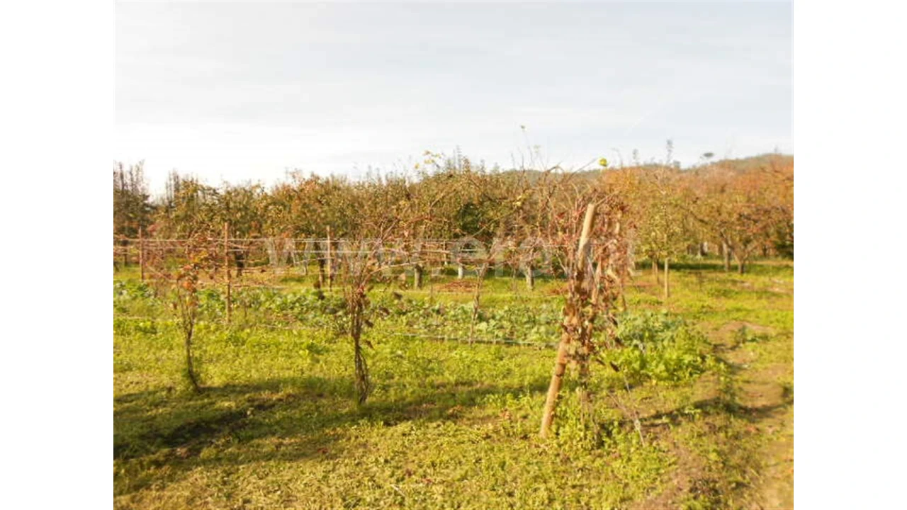 Terreno para Venda em Briteiros São Salvador Foto 6