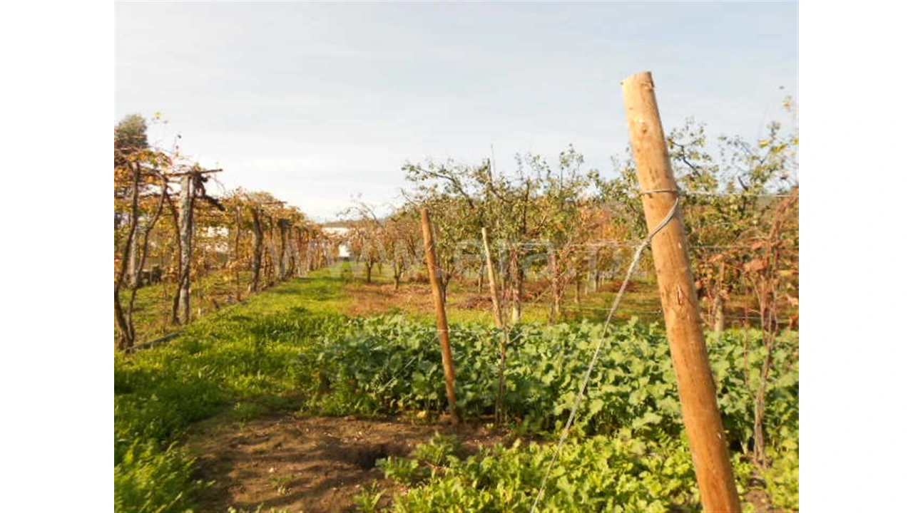 Terreno para Venda em Briteiros São Salvador Foto 9