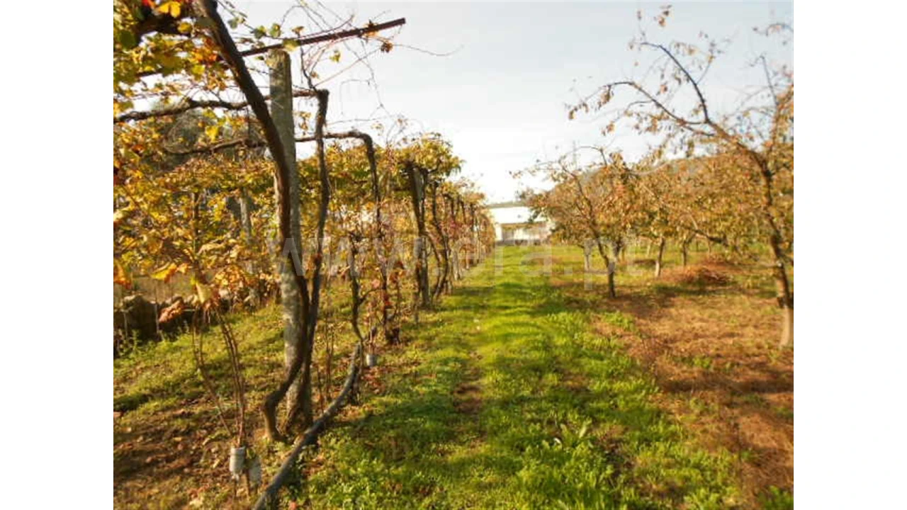 Terreno para Venda em Briteiros São Salvador Foto 10