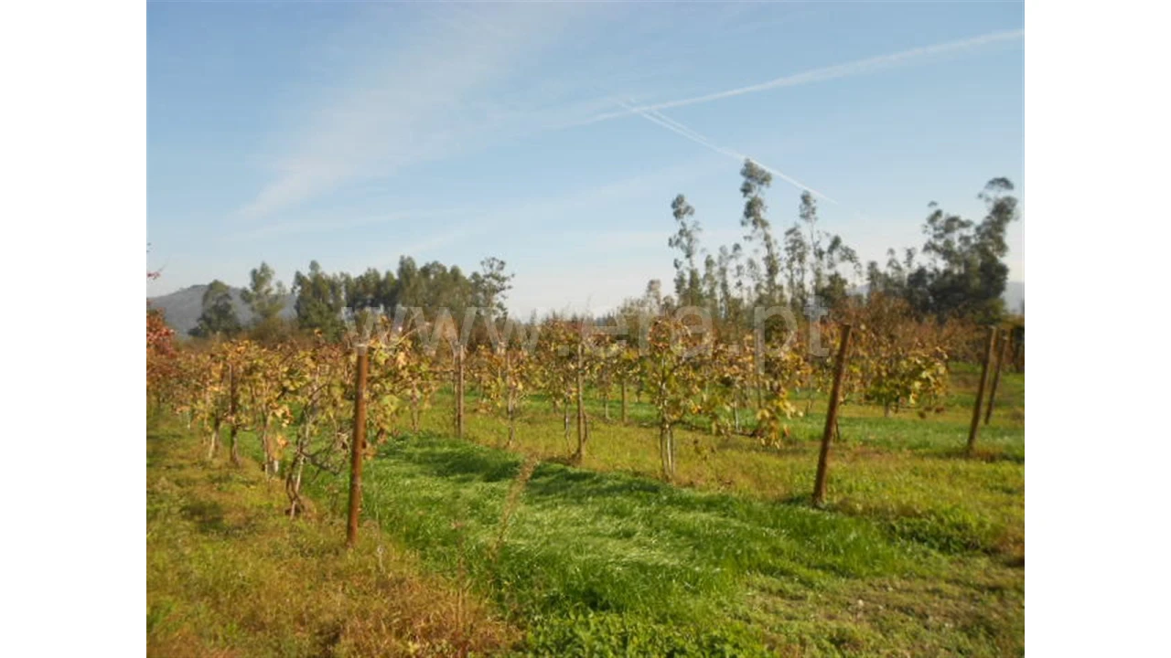 Terreno para Venda em Briteiros São Salvador Foto 13
