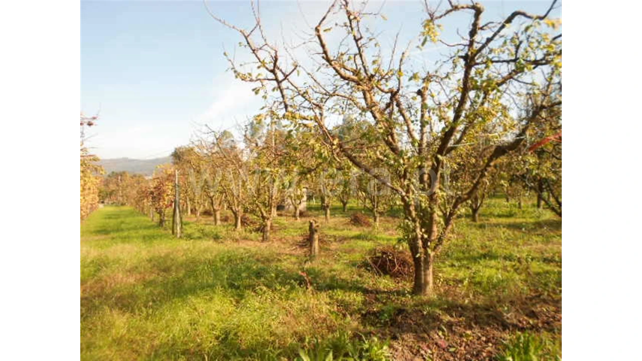 Terreno para Venda em Briteiros São Salvador Foto 16