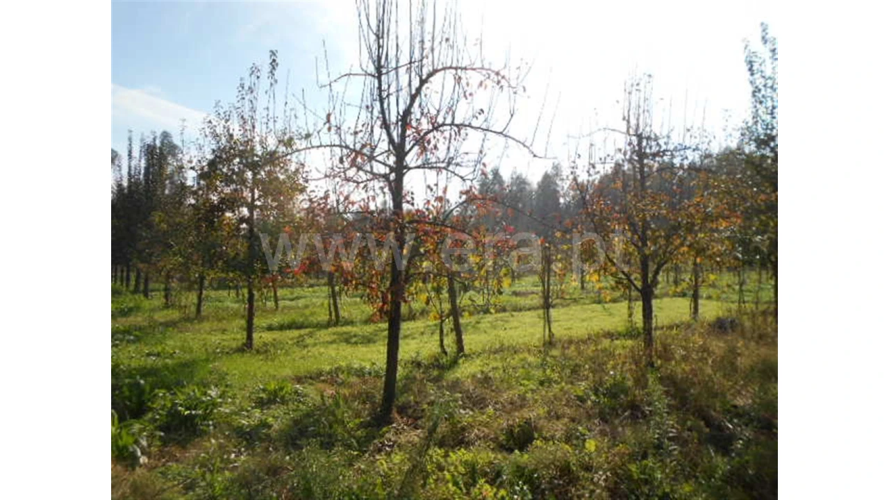 Terreno para Venda em Briteiros São Salvador Foto 17