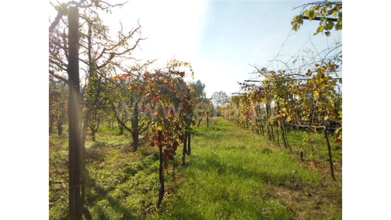 Terreno para Venda em Briteiros São Salvador Foto 19