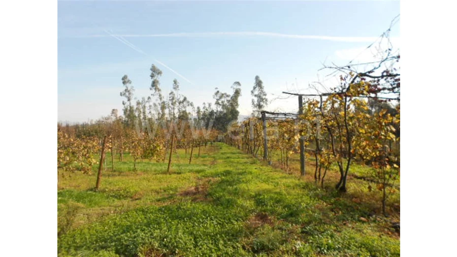 Terreno para Venda em Briteiros São Salvador