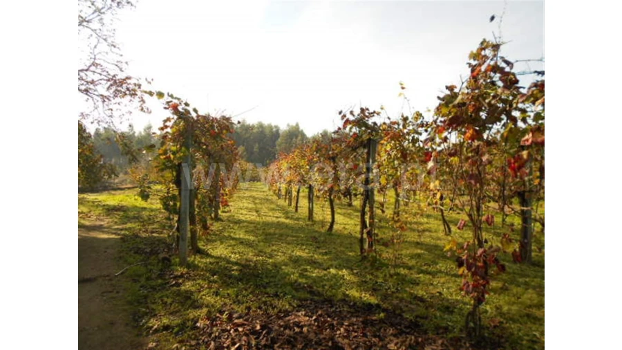 Terreno para Venda em Briteiros São Salvador Foto 3