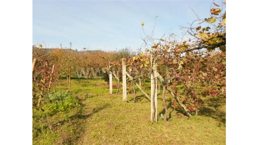 Terreno para Venda em Briteiros São Salvador Foto 8