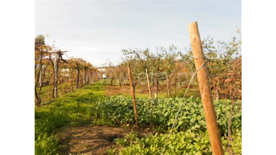Terreno para Venda em Briteiros São Salvador Foto 9
