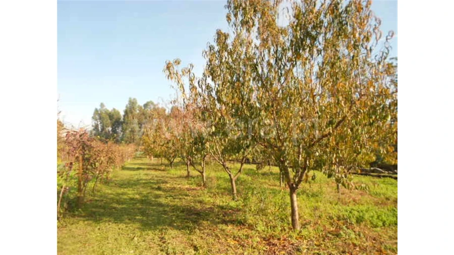Terreno para Venda em Briteiros São Salvador Foto 11