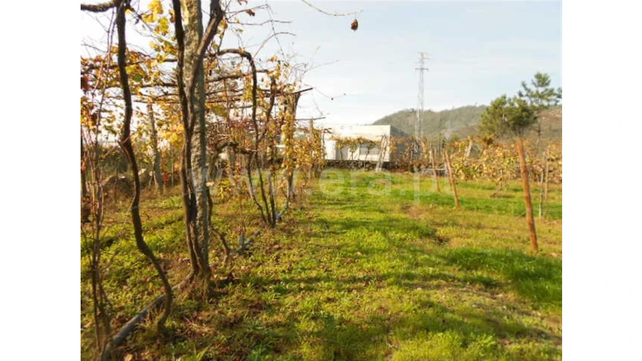 Terreno para Venda em Briteiros São Salvador Foto 12