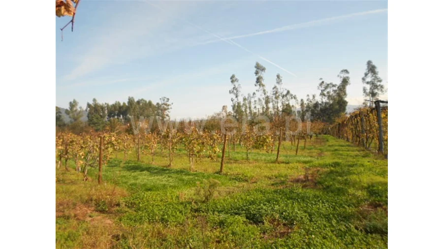 Terreno para Venda em Briteiros São Salvador Foto 14