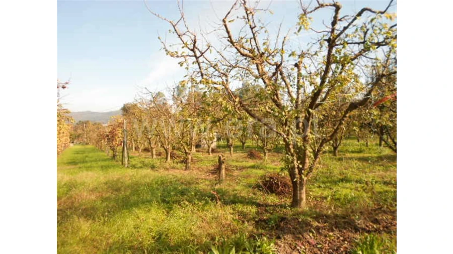 Terreno para Venda em Briteiros São Salvador Foto 16