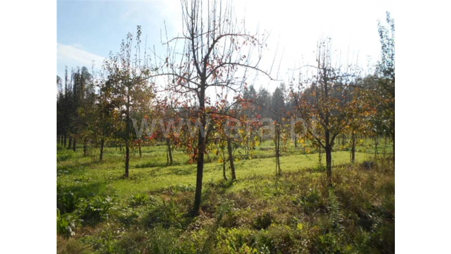 Terreno para Venda em Briteiros São Salvador Foto 17