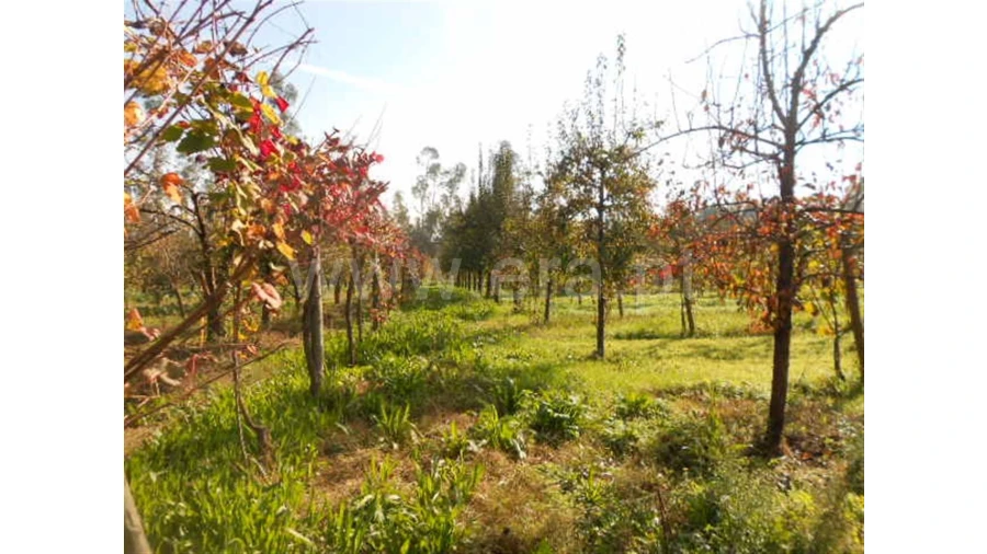 Terreno para Venda em Briteiros São Salvador Foto 18