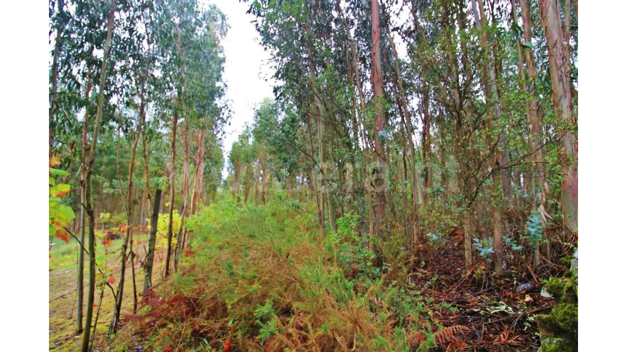 Terreno para Venda em Águas Santas Foto 1