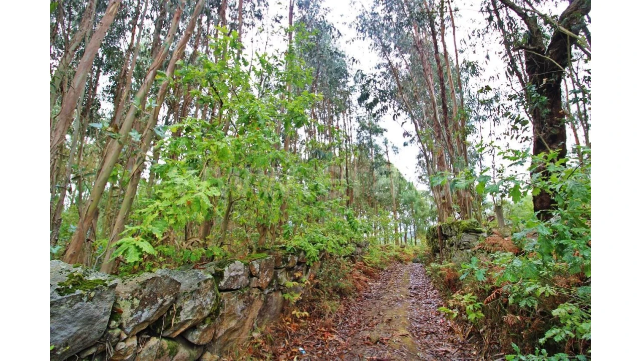 Terreno para Venda em Águas Santas Foto 4