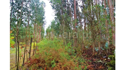 Terreno para Venda em Águas Santas
