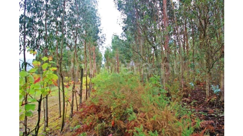 Terreno para Venda em Águas Santas