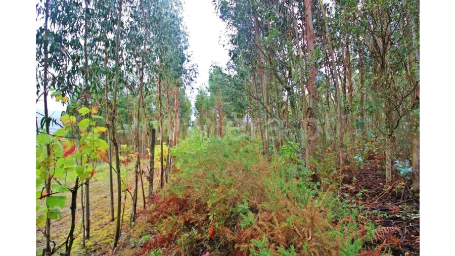 Terreno para Venda em Águas Santas Foto 3