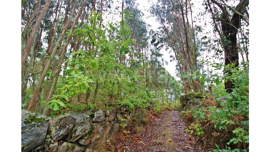 Terreno para Venda em Águas Santas Foto 6