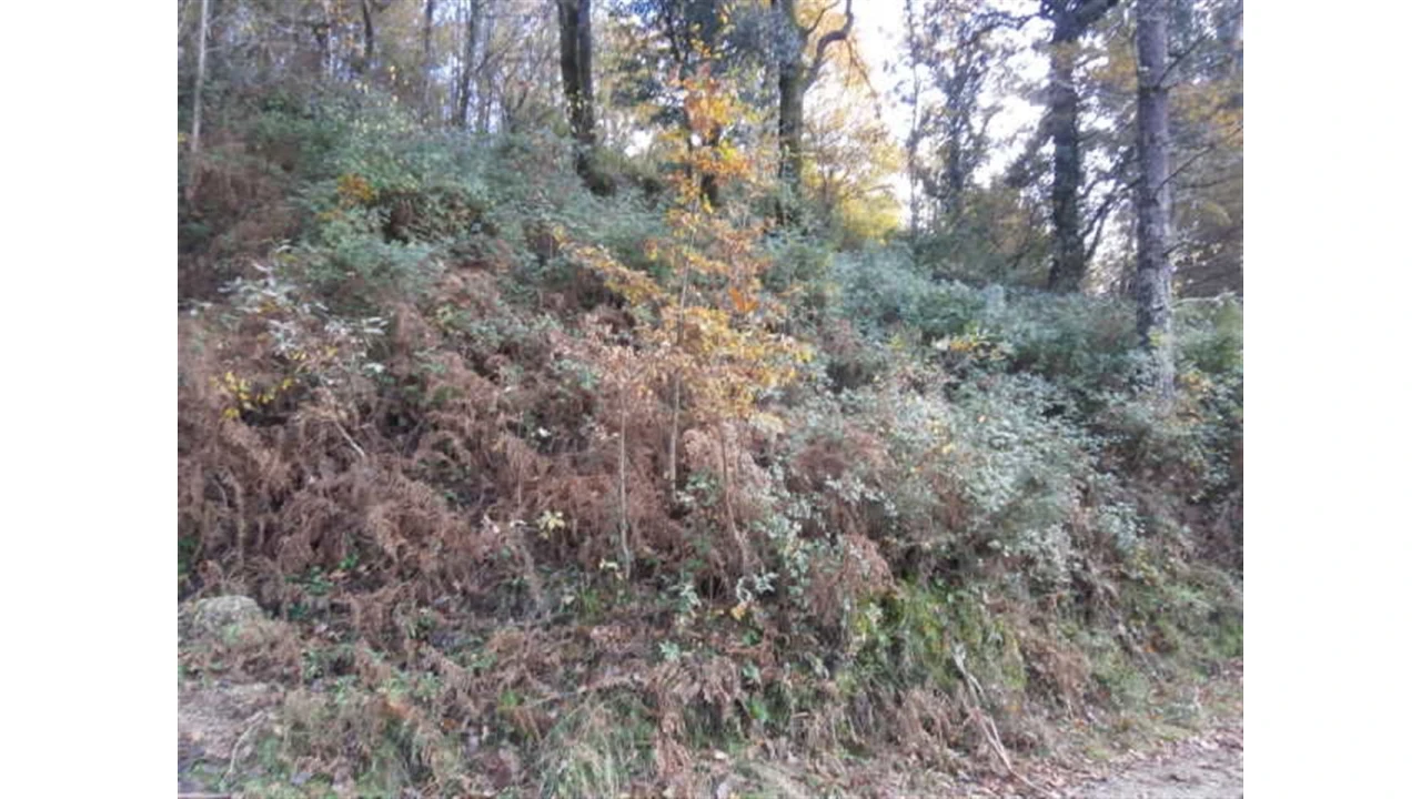 Terreno para Venda em Quintães Foto 5