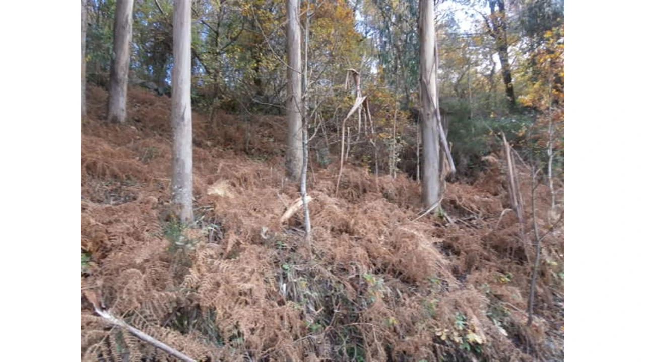 Terreno para Venda em Quintães Foto 8