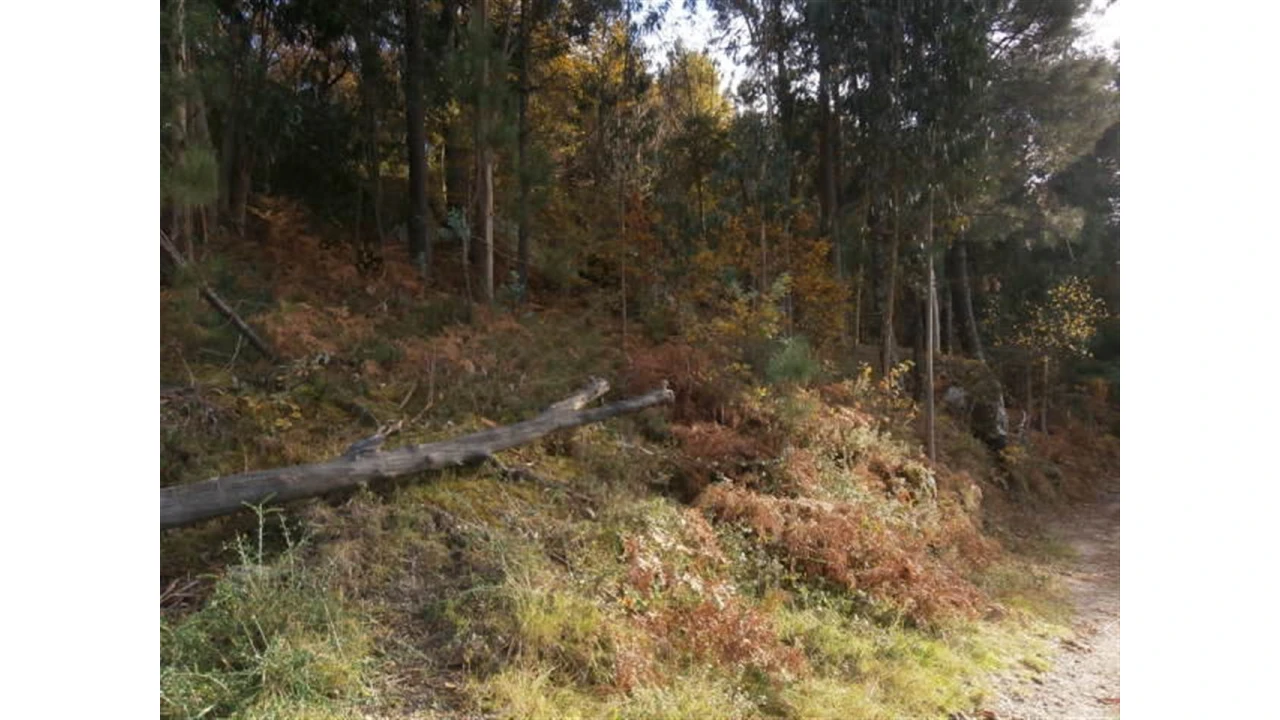 Terreno para Venda em Quintães Foto 11