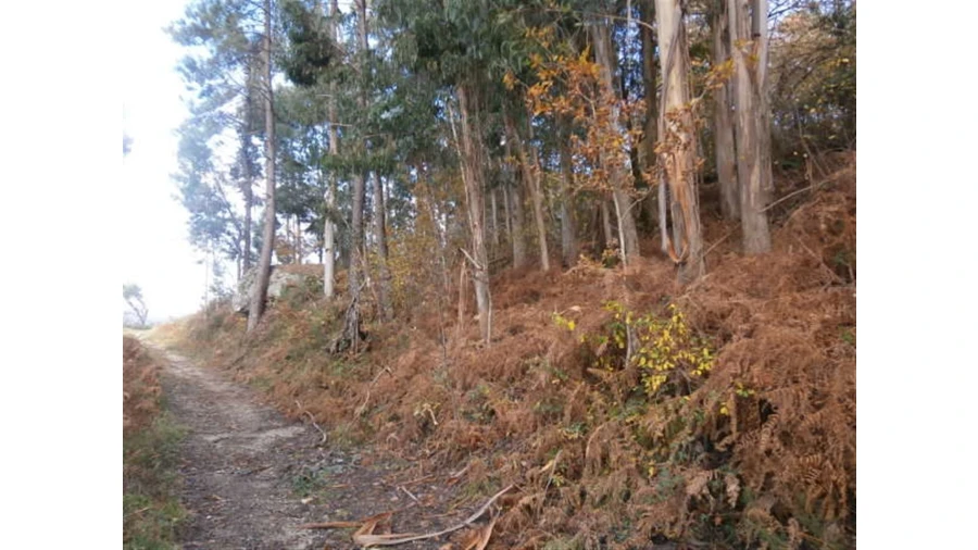 Terreno para Venda em Quintães Foto 4