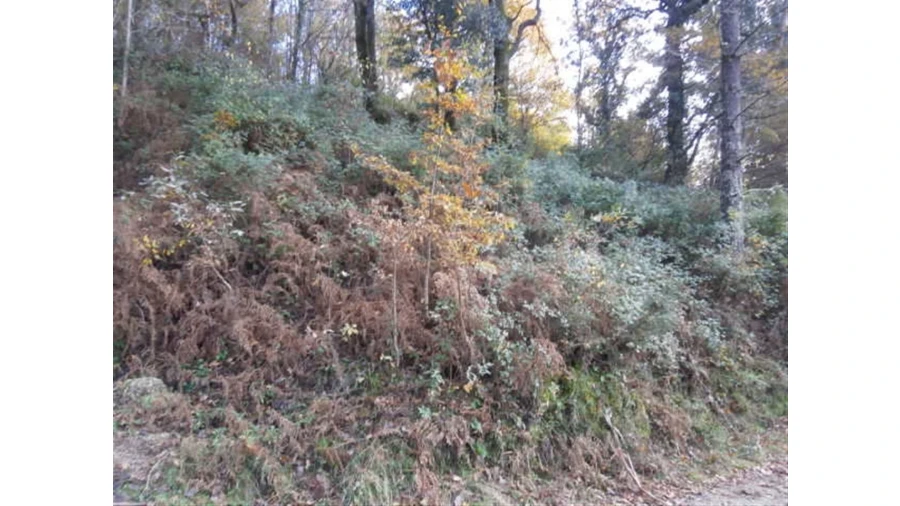 Terreno para Venda em Quintães Foto 5