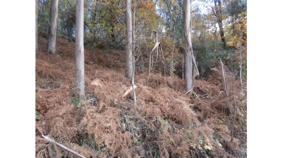 Terreno para Venda em Quintães Foto 8