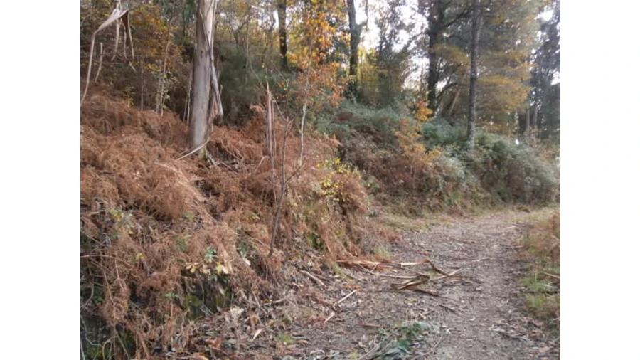 Terreno para Venda em Quintães Foto 9