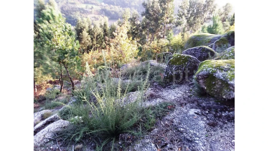 Terreno para Venda em Covelo de Cima Foto 4