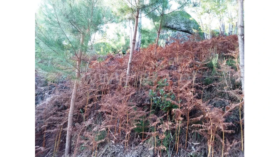 Terreno para Venda em Covelo de Cima Foto 8