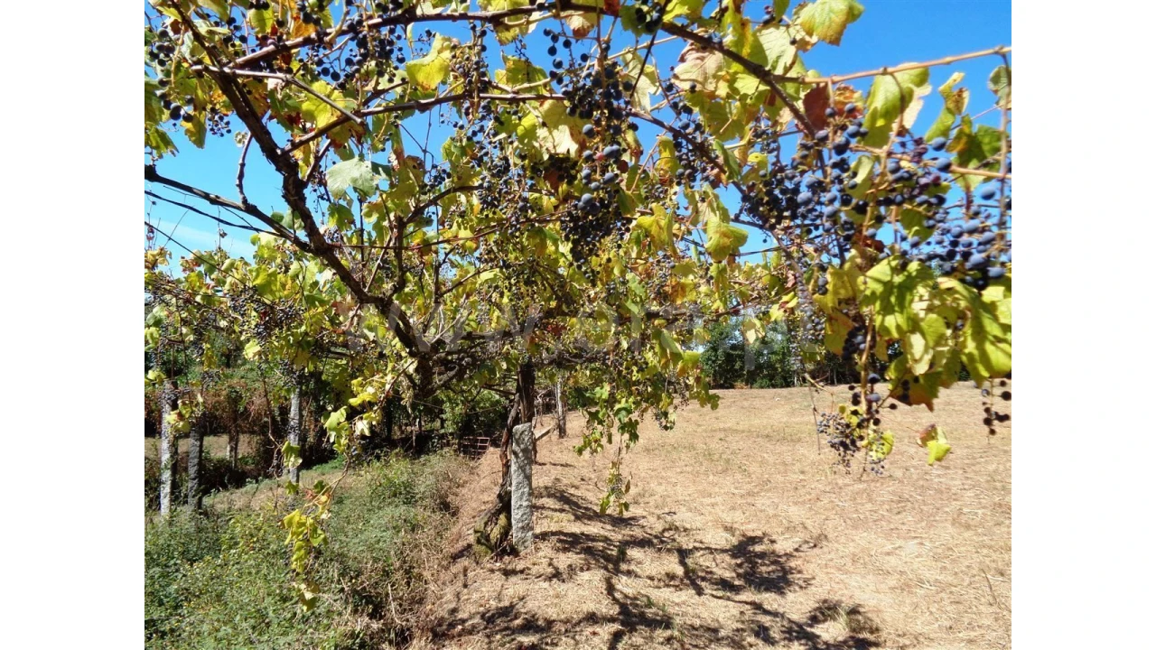 Terreno para Venda em Monsul Foto 8