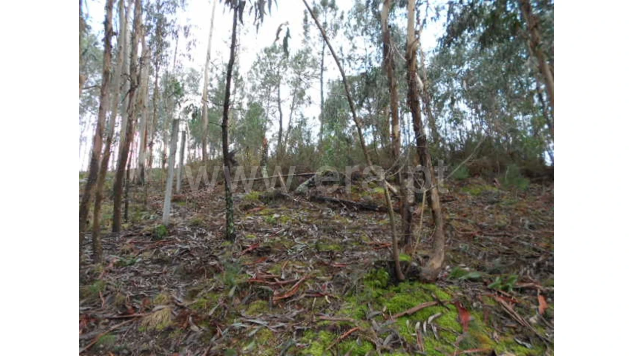Terreno para Venda em Anissó Foto 3
