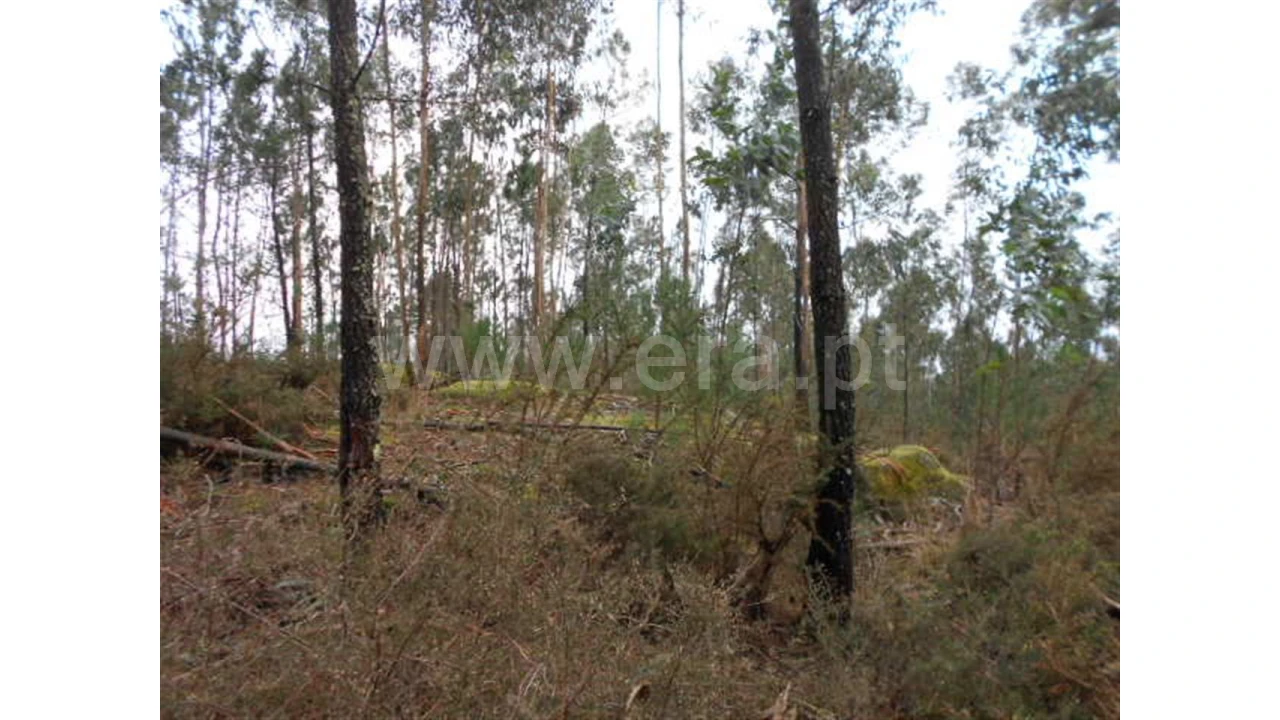Terreno para Venda em Anissó Foto 4