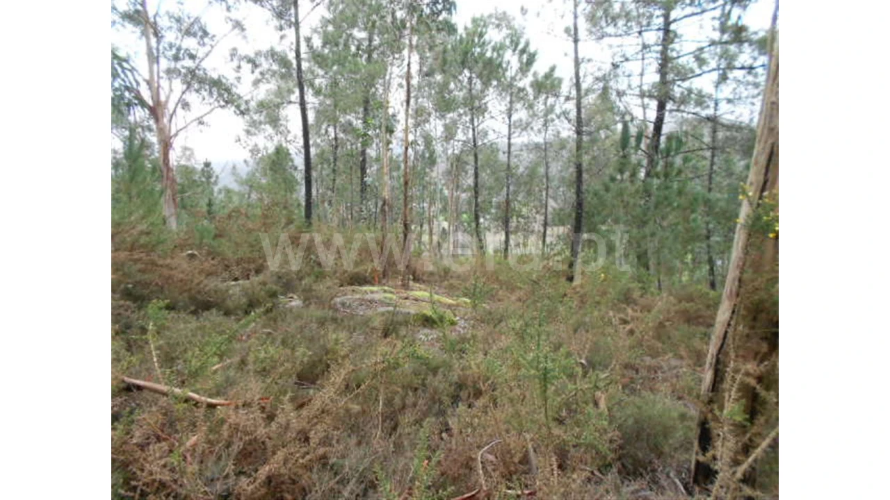 Terreno para Venda em Anissó Foto 5