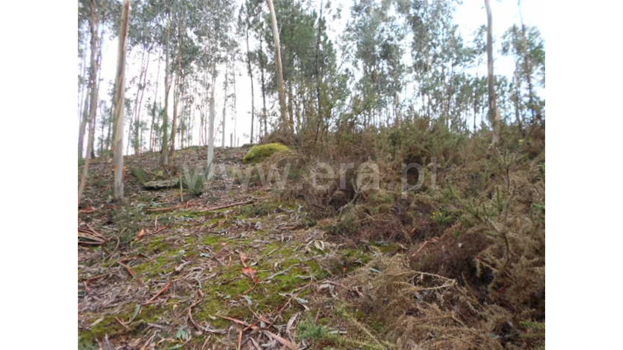 Terreno para Venda em Anissó Foto 7