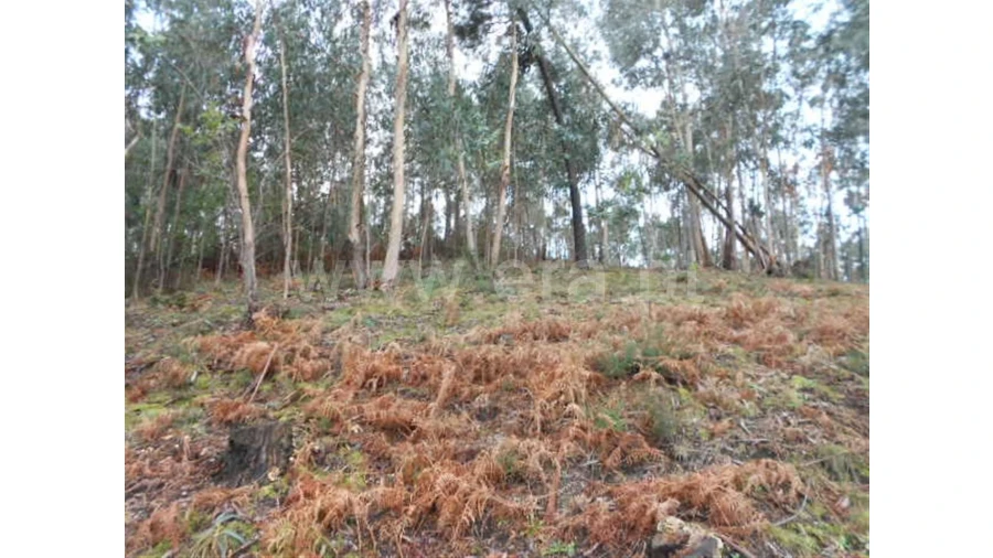 Terreno para Venda em Anissó Foto 2